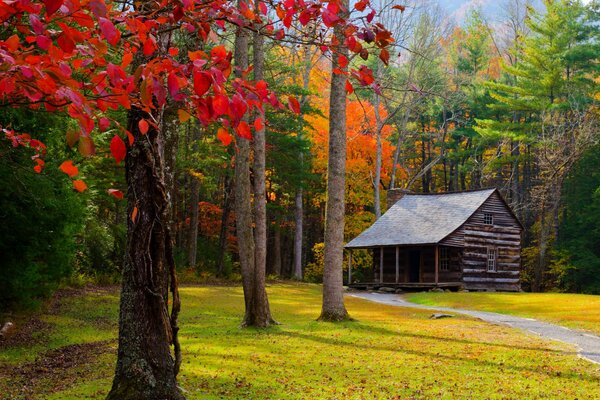 Maison debout au milieu de la forêt d automne