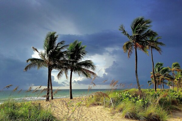 Palmeras en el océano. Viento y nubes