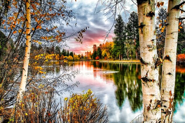 Birch trunks on the background of the river