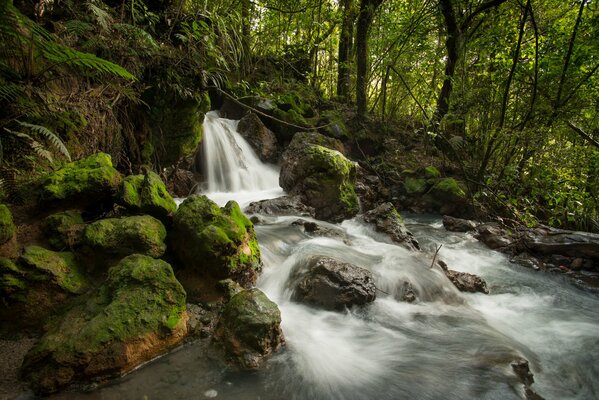 Ein kleiner Wasserfall in einem tauben Wald