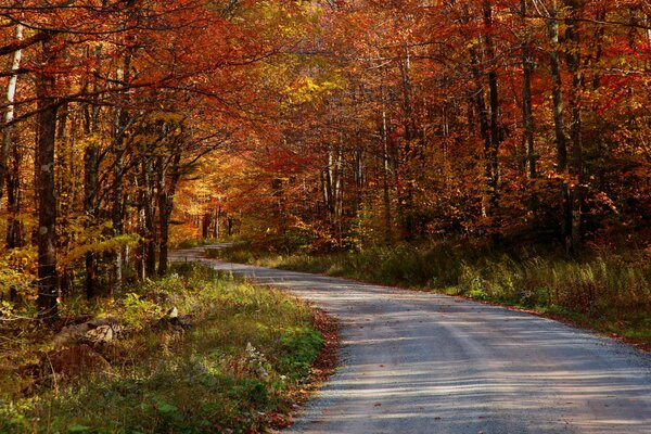 Route d automne partant dans la forêt