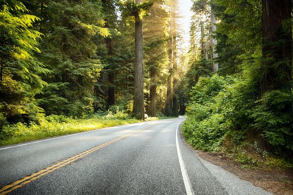 La route au loin au milieu de la forêt