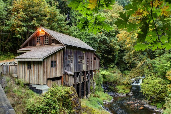 Cabane dans les arbres près du ruisseau