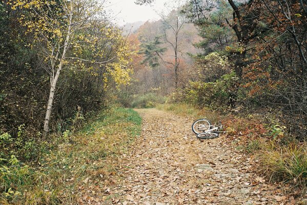 Bicicleta en la pista en el bosque