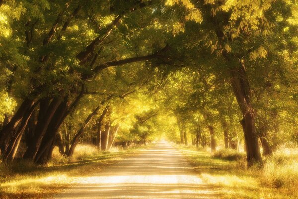 Route ensoleillée avec des arbres au-dessus