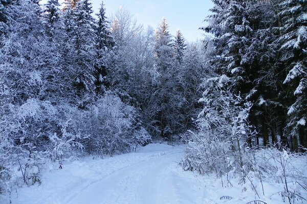 The winter road turns into the forest