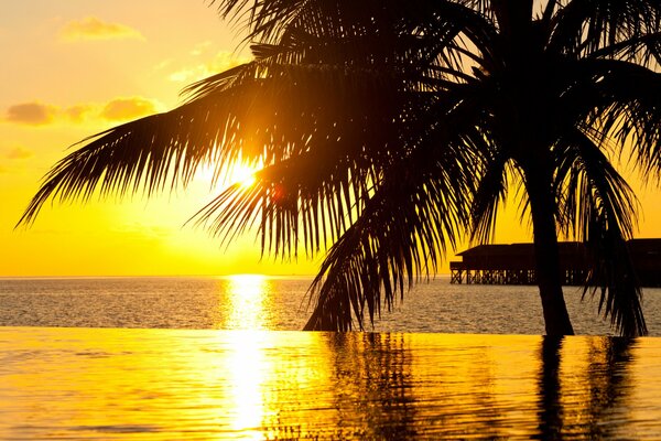 Palm tree on the pier in the sunlight