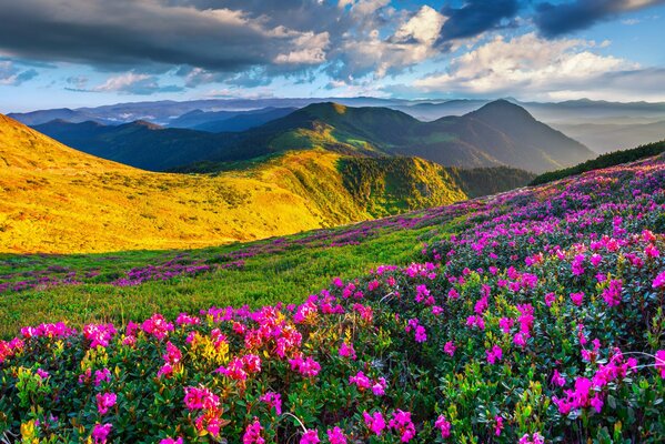 Flores de pradera de primavera en las montañas