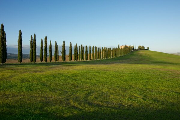 Green field. There is a row of tall trees