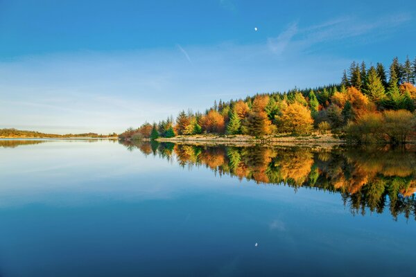 Dartmoor-Nationalpark. Devon County. Wald