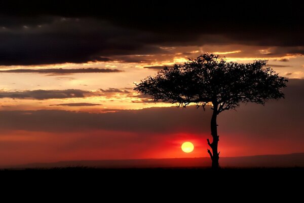 Красный закат солнца над деревом