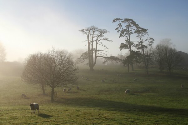 Matin brumeux dans un champ où les moutons se promènent