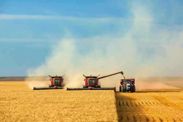 Harvester harvests in the field