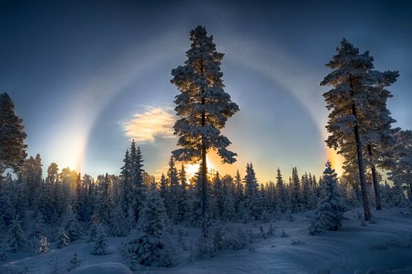 Pinos de invierno en el bosque crepuscular