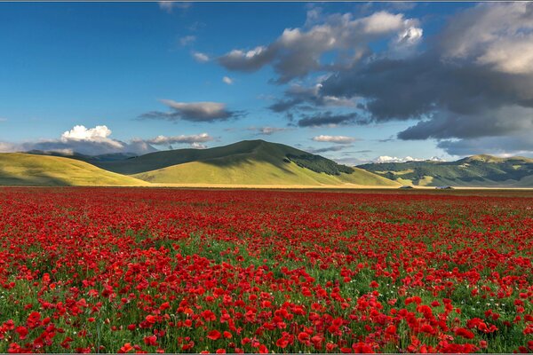 A field with poppies near the mountains