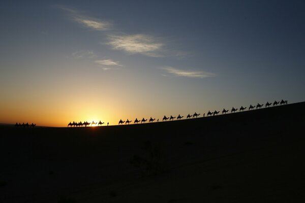 Una carovana di cammelli cammina nel deserto al tramonto