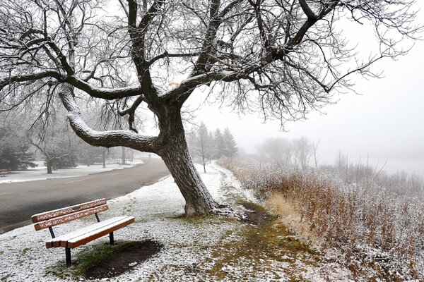 Zimowy park we mgle