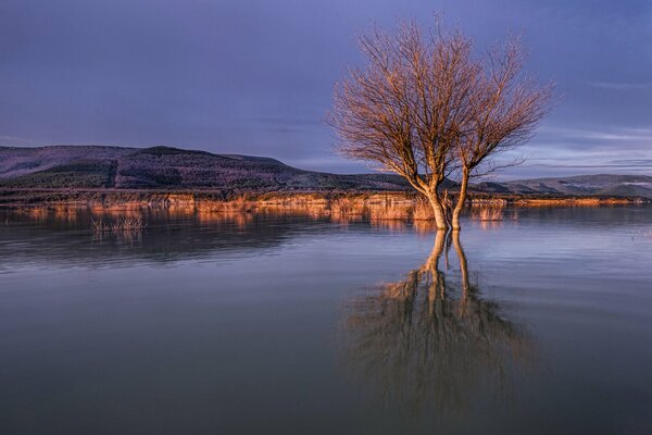 Reflection of a tree in the water at sunset