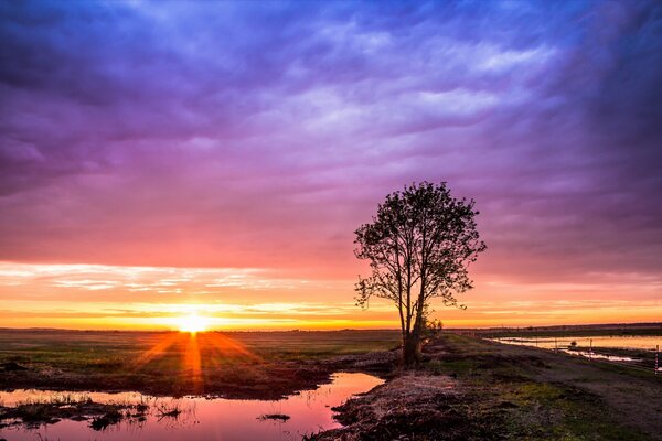 Baum im Feld bei Sonnenaufgang