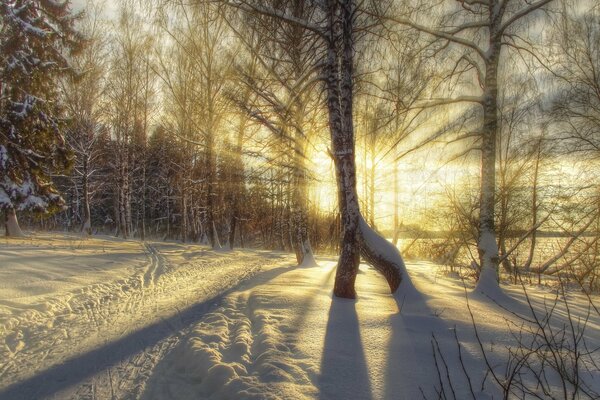 Bosque de invierno. Naturaleza helada