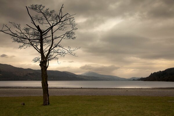 A lonely tree on the background of a mountain river