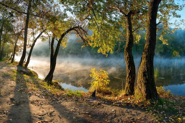 Autumn morning, trees and river