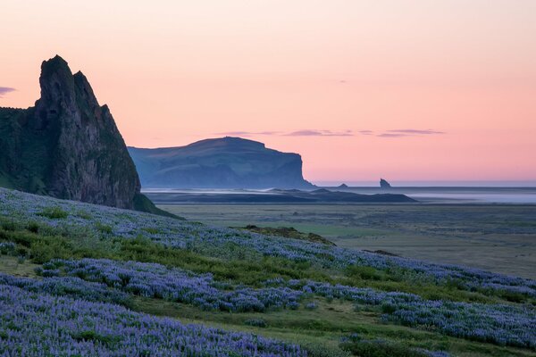 Cwietucjusz wybrzeże południowej Islandii o świcie