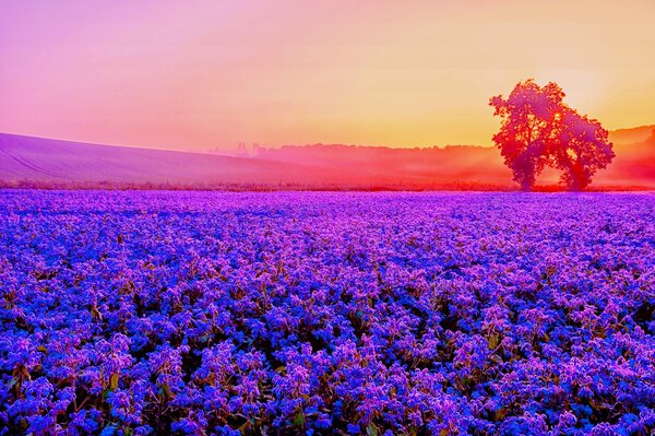 Sea of lavender on the background of the setting sun