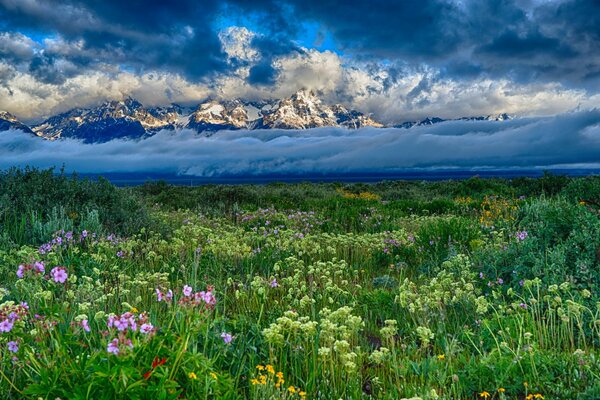 Eine Bergwiese mit Blumen und flauschigen Wolken