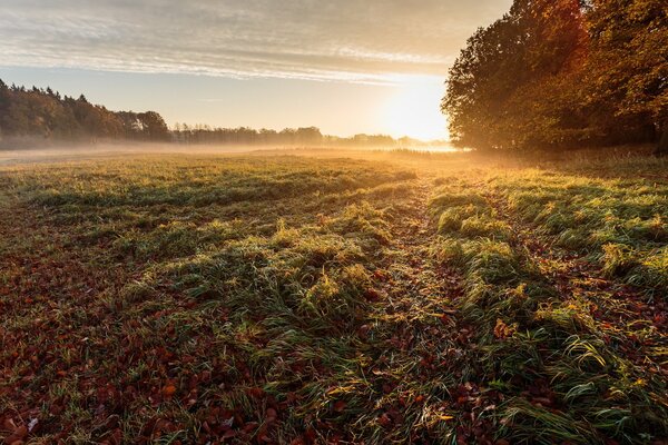 Foggy morning in the field