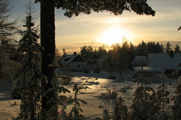 Zimowy las o świcie dnia