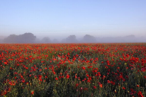 Landschaft des morgendlichen, Mohnfeldes