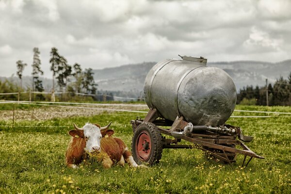 Vache avec une charrette de lait dans un champ d été