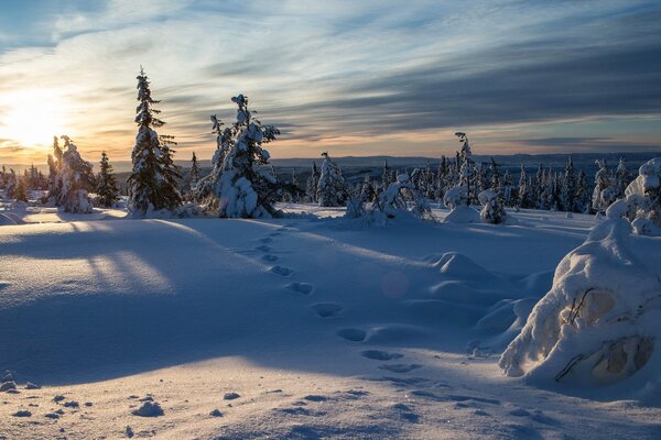 Inverno Norvegese nella foresta di neve di abete rosso