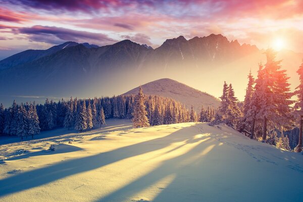 Зимний пейзаж с хвойными деревьями и белым снегом