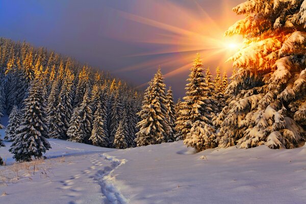 Landscape of a coniferous forest during a winter sunset