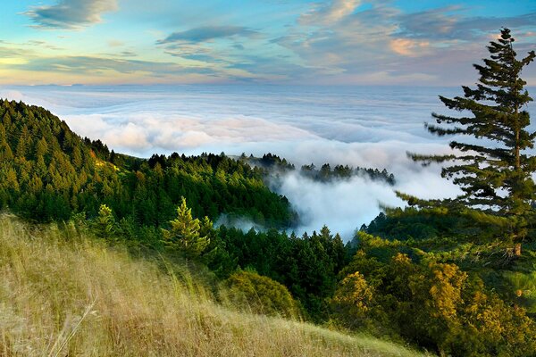 Fog in the mountains above the forest