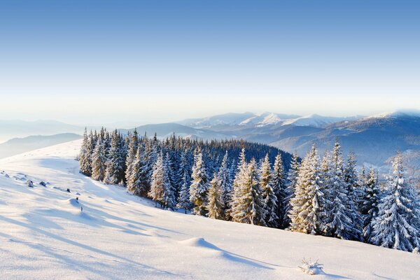 Winter landscape. Pine Winter forest