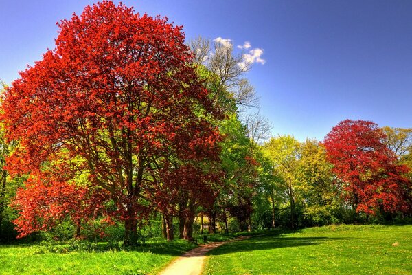 Sunny autumn park with grass