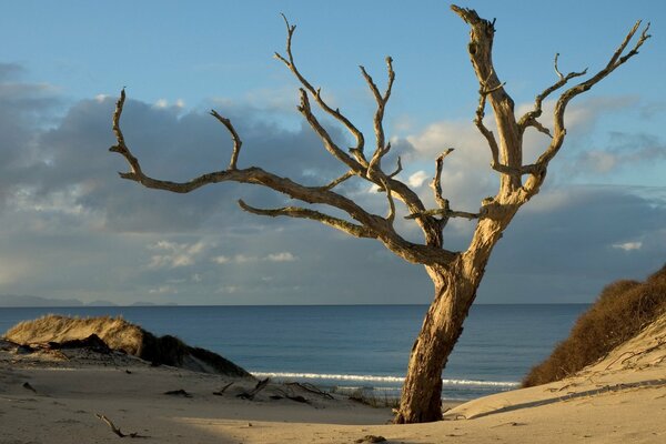 Árbol en la playa de arena