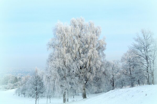 Zimowe drzewa pokryte iniem wśród zaśnieżonego pola
