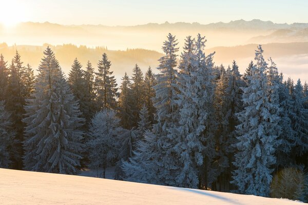 A river of blue firs in a yellow, winter morning