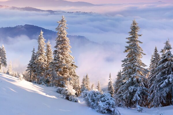 Fichten auf einem verschneiten Hang mit Wolken