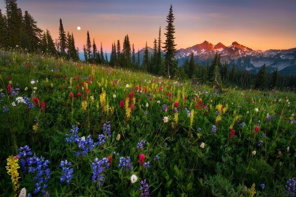 Wildflowers at sunset