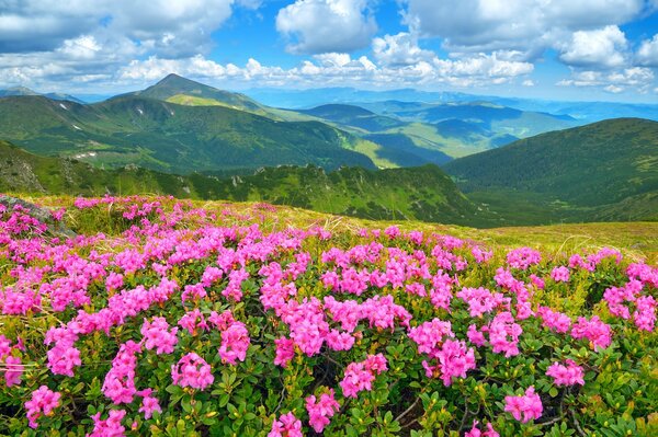 Mountain flowers behind flood meadows