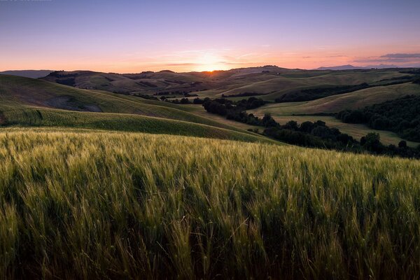 Apaciguar la puesta de sol sobre el campo de centeno