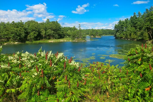 Summer river with flowers and trees