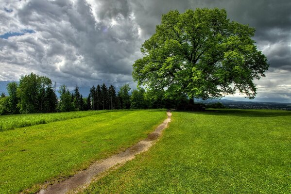 Sentiero tra l erba con cielo nuvoloso