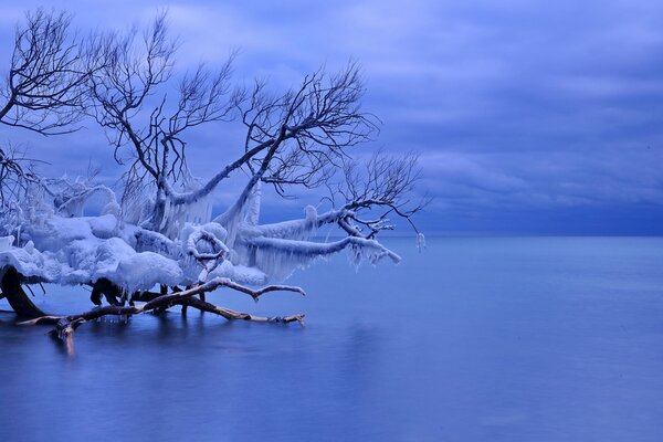 Frozen lake with a fallen tree