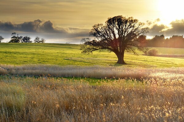 Großer Baum im Feld im Sonnenlicht